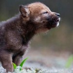 20130131_lupo_wwf