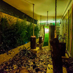 20130206_caneschi_legnombra