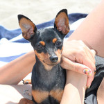 20130217_pinscher_nano