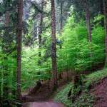 20130302_abetina_faggio