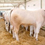 chianina vitellone