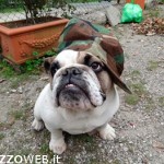 cane buldog