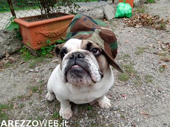 100 agriturismi per il Doggy Day: Benvenuti amici a quattro zampe!