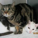 20130516_gatti_abbandonati