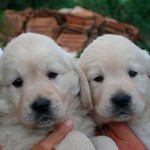 20130531_cuccioli_golden