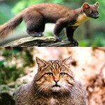 20130619_martora_gatto_selvatico