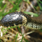 20130620_biscia_collare