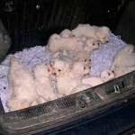 20130624_cuccioli