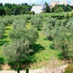 20130630_oliveto_vingone_arezzo