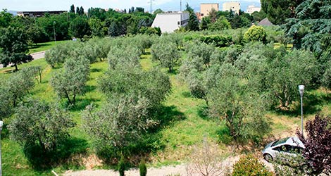 Scatizzi: ‘Droga e spaccio nei giardini di San Donato: il Comune deve agire’