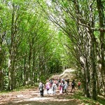 20130807_escursionisti_foresta