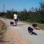 20130809_tre_rottwailler