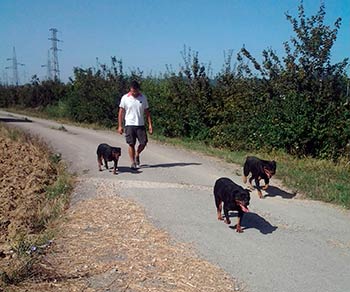 A.A.A. cercasi proprietario di tre rottwailler