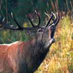 20130827_parco_cervo_bramito