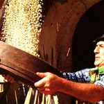 20130830_fagiolo-zolfino