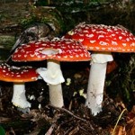 20131009_amanita_muscaria