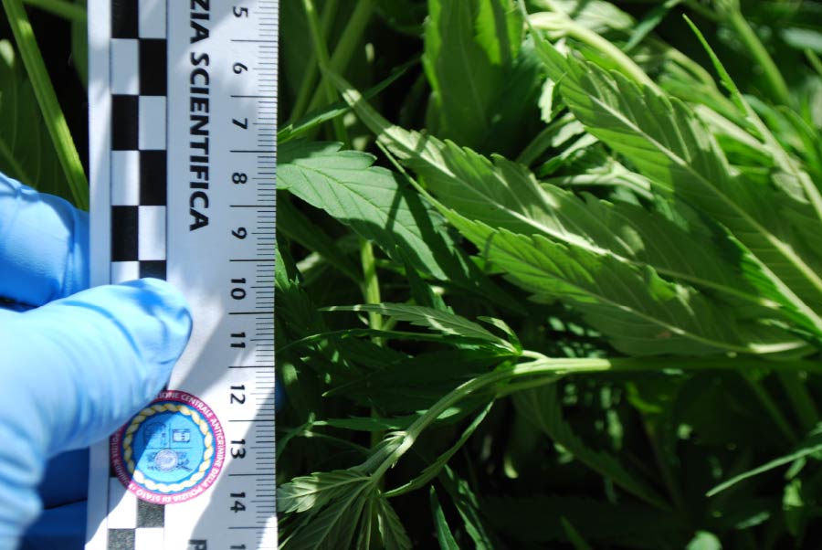 Scoperta coltivazione di marijuana, in manette 48enne. Oltre 35chili di droga sequestrati dalla Polizia