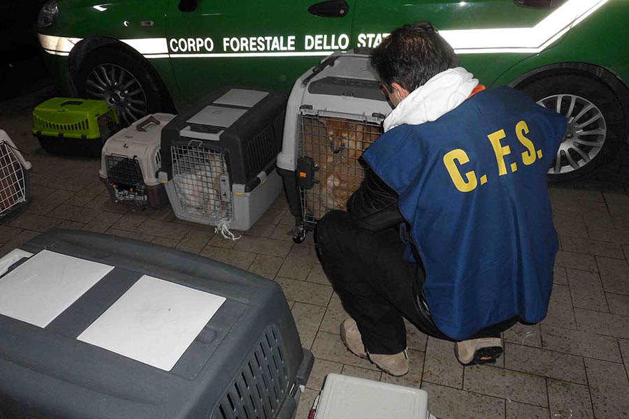 La Forestale sequestra diciannove cuccioli a due trafficanti – FOTO