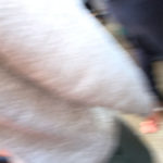 giostra_set17_244