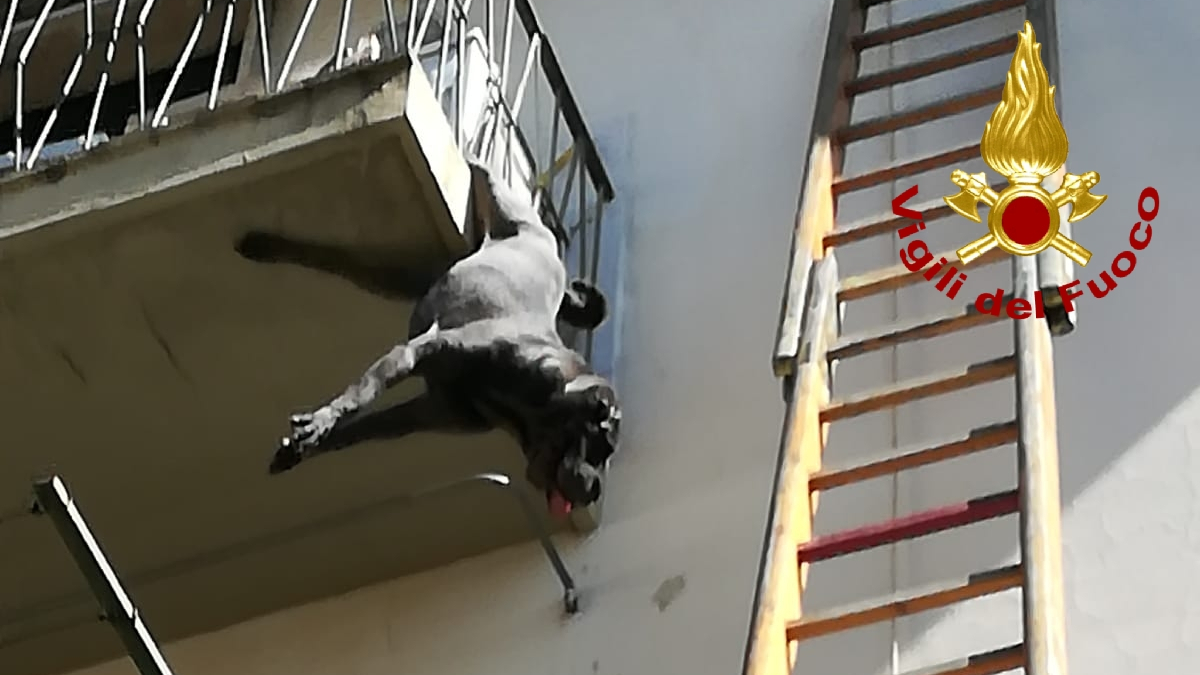 Cane rimane appeso alla ringhiera del balcone, salvato dai vigili del fuoco