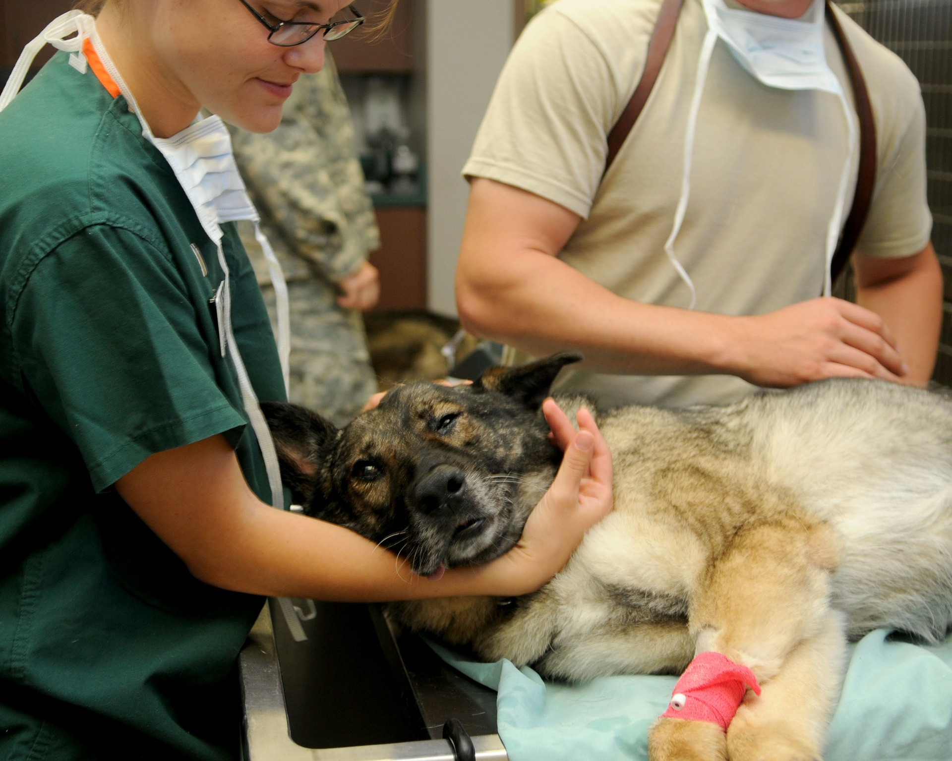 Curare cani e gatti con farmaci ‘ad uso umano’: Speranza firma il decreto