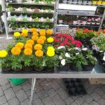 Mercato ortofrutticolo a Figline_03