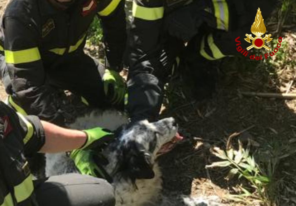 Talla: vigili del fuoco recuperano cagnolino rimasto intrappolato fra i rovi